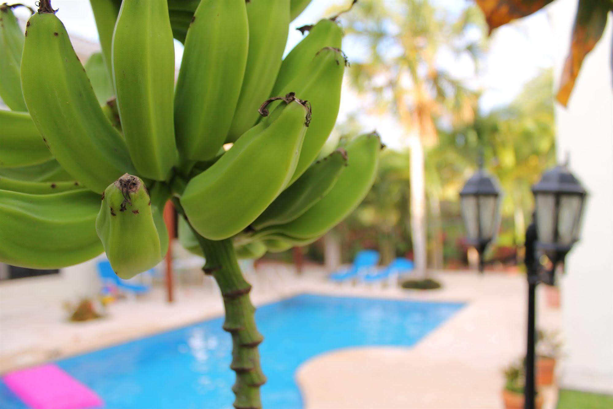Bed and breakfast Oasis Boutique Playa del Carmen